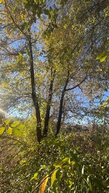 двер бишкек: Отун Карагач — 3