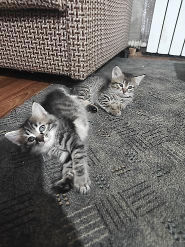 сиамскую кошку: Котята месячные. 1 мальчик и 2 девочки с короткими хвостами. игрывые и — 10