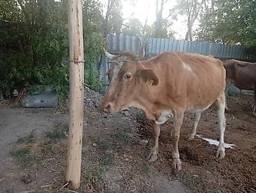 дойки ко: Продаю | Корова (самка) | Для молока — 6