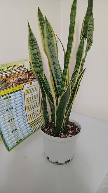 Хлорофитумдар: Комнатные цветы: фикус 350, хлорофитум 300, эпипремнум 200 — 3