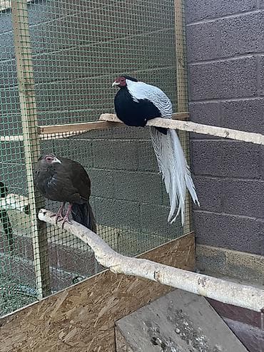 павлинов: Продаю инкубационное яйцо декаративных фазанов Серебрянного фазана и — 5