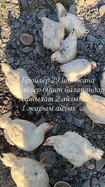 кызыл бирдик: Сатам | Балапандар | Бройлер | Союуга — 1