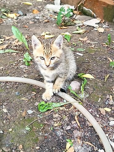 Кошки: Котёнок тигрового окраса - Милейший полосатый котёнок с мягкой — 2