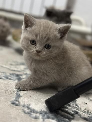 рыжие котята бесплатно: Старт продаж ! Котята шотландской породы в двух расцветках ! Родились — 8