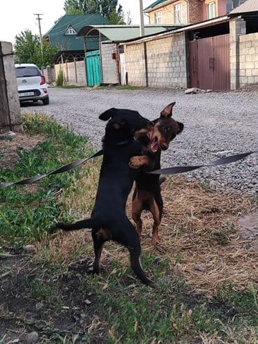 сколько стоит джек рассел терьер: Ягдтерьер, 7 айлык, Ургаачы, Эмделген — 6