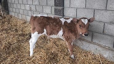 жаныбарлар: Сатам | Бука (эркек), Кунаажын | Голштин, Симментал, Монбельярд | Бордоп семиртүү үчүн, Көбөйтүү үчүн, Сүт алуу үчүн | Жасалма уруктандырылган — 8