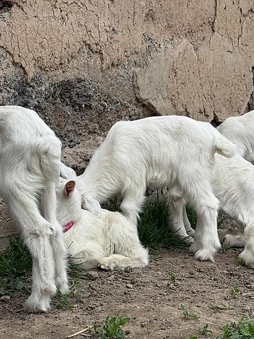 куплю козла: Продаю | Козёл (самец) — 1