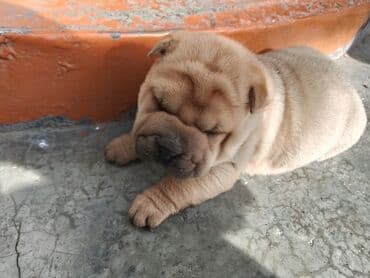 Вязка собак: Щенки шарпея - Порода: шарпей, классическая «морщинистая» внешность — 4