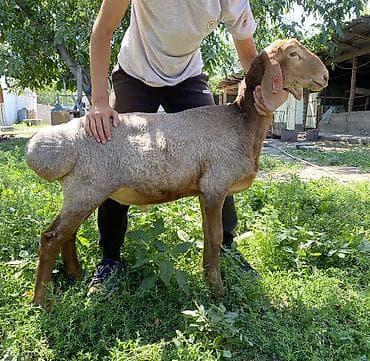 меренос кой: Продаю | Баран (самец) | Арашан | Для разведения — 1