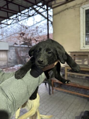 scottish fold: ОТДАДИМ В ХОРОШИЕ РУКИ Щенки метисы среднего размера Описание: - — 2