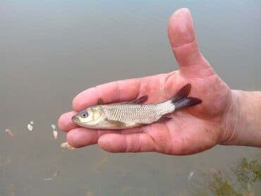 Малек амур карп толстолоб от 20 грам до 50 грам 350 сом за кг доставка