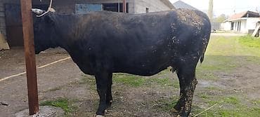 тай лошад: Продаю | Бык (самец) | На откорм | Привязанные — 1