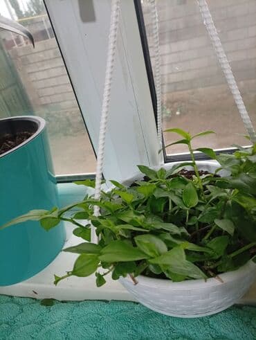 Другие комнатные растения