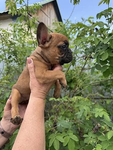 Продаются щенки французского бульдога. - Порода: французский бульдог