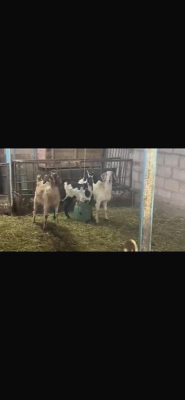 живые дрожи: Продаю | Коза (самка) — 3