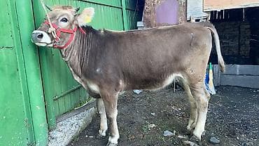 бычок порода: Продаю | Тёлка | Швицкая | Для разведения | Нетель — 3