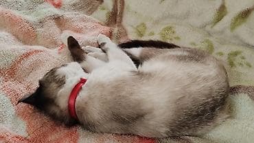 сколько стоит сиамские коты: Кошка даром: Сиамская, 4 месяца, Мальчик, Приучена к лотку — 2