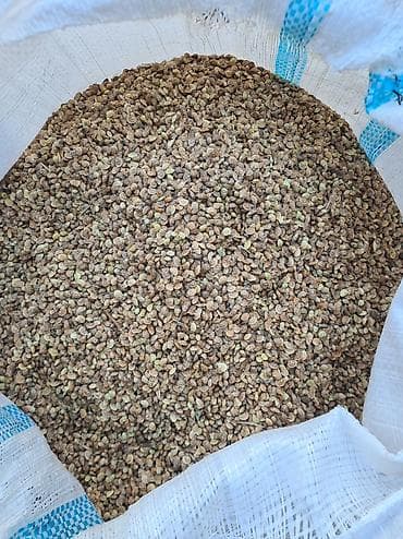 декоративные цветы бишкек: Беде урук, эспарцет урук сатылат, жугору урук кепилдиги менен дун жана — 10