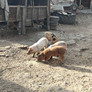 корм для домашних животных: Продаю | Поросенок | Дюрок | Для разведения — 3