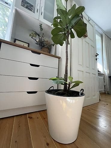 продам фикус: Фикус лирата (Ficus lyrata) в напольном кашпо. - Высокорослое — 2