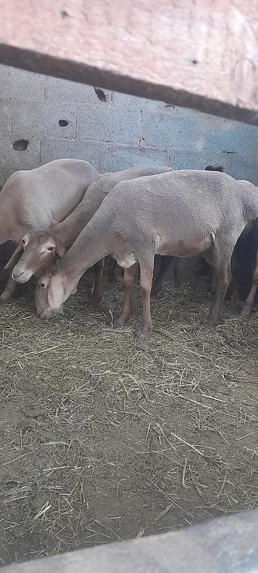 кошки милые: Продаю | Овца (самка) | Арашан | Для разведения — 3