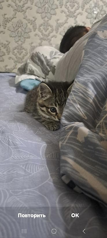голая кошка сфинкс цена: Полосатый котёнок (классический табби) - Возраст: примерно 1,5–2 — 6