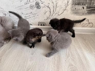 короткошёрстная: Котята из одного помёта - Порода/тип: домашние короткошёрстные, есть — 1