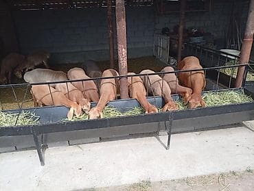 кролики мясо: Продаю | Овца (самка) | Арашан | Для разведения | Ярка — 5