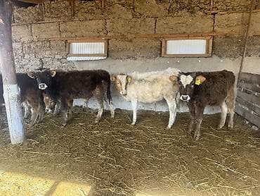 улар сатылат: Сатам | Бука (эркек) | Алатоолук, Бельгия, Аргын | Көбөйтүү үчүн | Байланган — 3