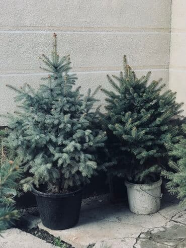 Саженцы деревьев: Ели