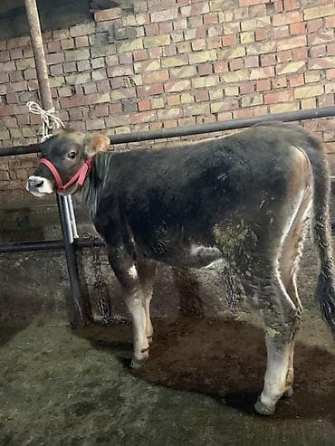 А/ч жаныбарларын сатам: Сатам | Кунаажын | Швиц | Сүт алуу үчүн | Байланган — 1