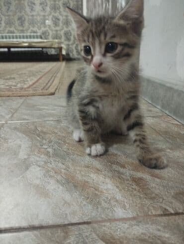 Собаки: Отдам котят в добрые руки, возраст примерно 1-2 месяца, приучены к — 2