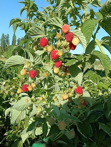 Жер-жемиштер: Малина Дүңүнөн — 2