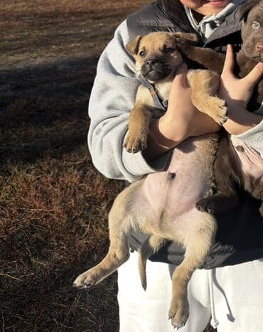 собака курцхаар: СРОЧНО!!! Мама малинуа, папа дворняга. ОЧЕНЬ СРОЧНОО!!!! Щенок — 1