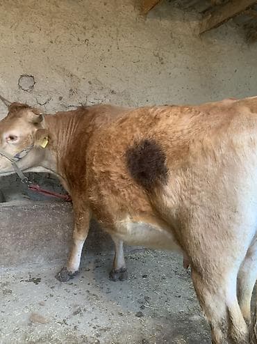 Животные: Продаю | Корова (самка) | Для разведения | Привязанные — 7
