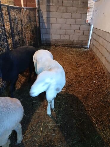 ош кошки: Продаю | Баран (самец) | Арашан | Для разведения — 7