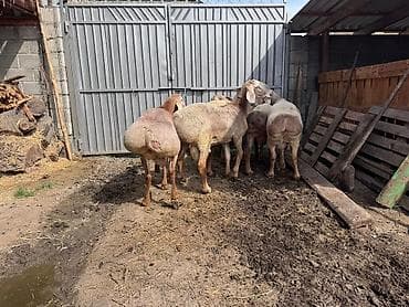 цесарка цена: Продаю | Овца (самка) | Для разведения | Племенные — 10