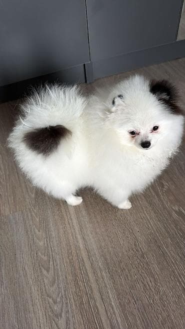 карликовый пудель: Шпиц, 5 месяцев, Самец — 1