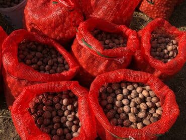 пластиковые контейнеры с крышкой купить бишкек: Грецкий орех, жангак 7-8мешок бар 100сом . Алма-атинский менен ылдый — 1