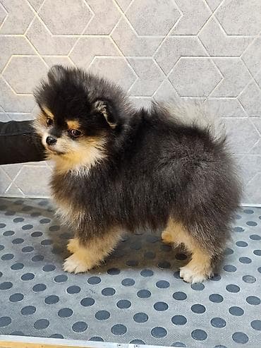 ош иттер: Шпиц, 3 айлык, Эркек, Эмделген — 1