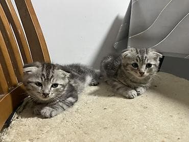 котята милые: Шотландские вислоухие котята, окрас серебристый табби. - Порода — 3