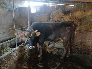 быки кара балта: Продаю | Бык (самец) | На забой — 1