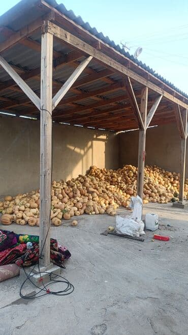 нержавейка бишкек цена за кг: Тыква продовольственная оптом

ассалому алейкум ашкабак майда жамге — 1