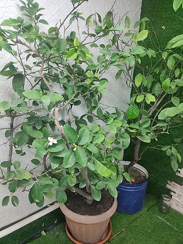 Орхидеялар: Цитрусовые деревья в кадках - Крупные комнатные/тепличные цитрусовые — 1