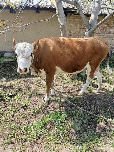 форма животных: Продаю | Корова (самка) | Полукровка | Для разведения | Привязанные — 1