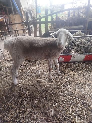 эркек ит ош: Сатам | Ургаачы кой (ургаачы) | Көбөйтүү үчүн | Ургаачы — 8