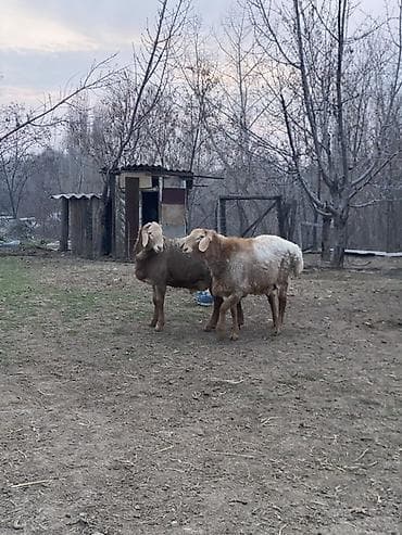 афганская порода овец: Продаю | Овца (самка), Баран (самец) | Арашан | Для разведения | Племенные — 3
