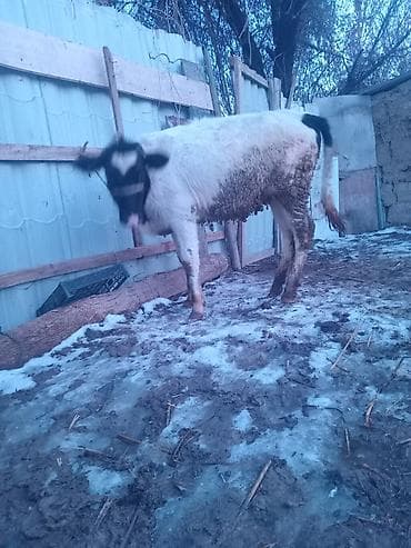 талас ат: Продаю | Музоо, торпок | Голштин | На откорм | Привязанные — 4