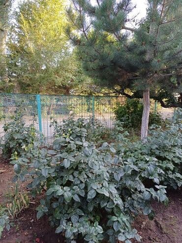 кайынды дом: Дом, 90 м², 5 комнат, Собственник — 26
