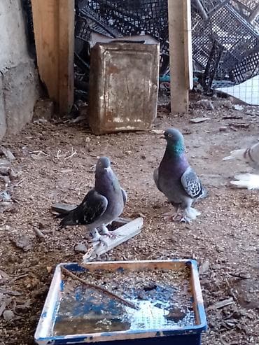 ит сатылат: Породаю галуби тасман,такла — 4